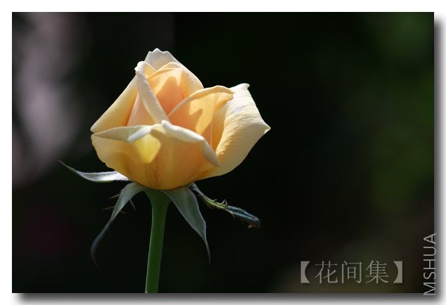 IMG_5597 ����.jpg