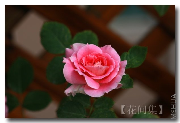 IMG_6192 ����.jpg