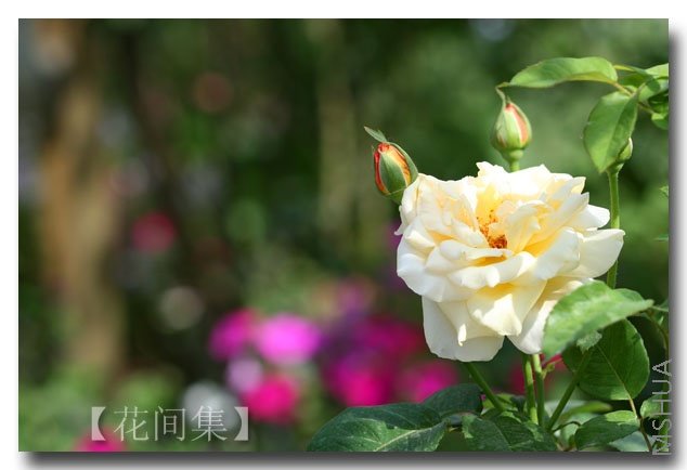 IMG_2559 ����.jpg