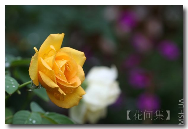 IMG_2856 ����.jpg