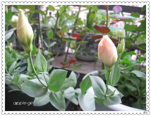 ��Ƭ20080620 034.jpg