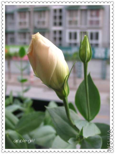 ��Ƭ20080620 041.jpg