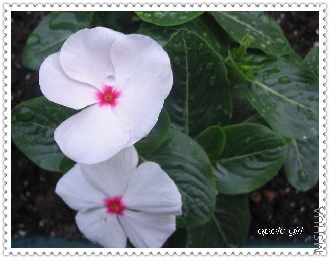 ��Ƭ20080612 035.jpg