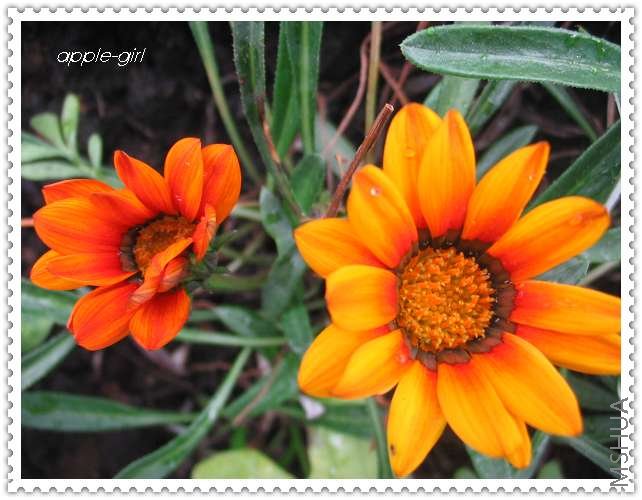 ��Ƭ20080620 017.jpg