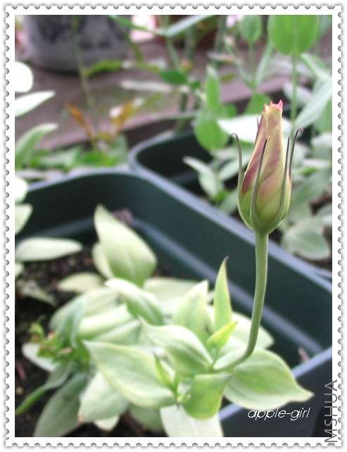 ��Ƭ20080620 036.jpg