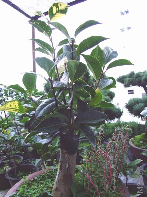 ���귢ѿ���ͼƬ