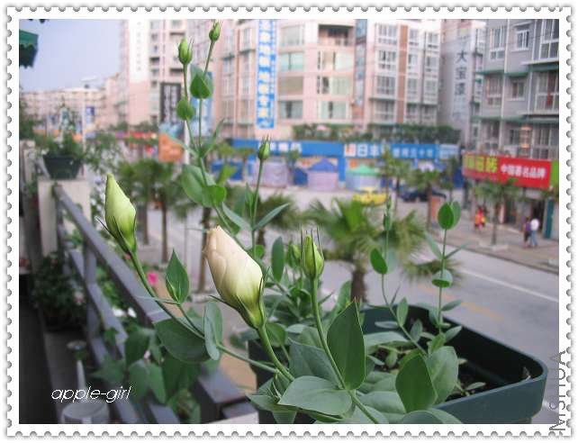 ��Ƭ20080620 035.jpg