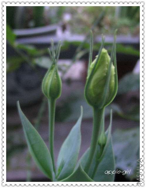 ��Ƭ20080612 045.jpg