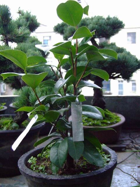 ���귢ѿ���ͼƬ