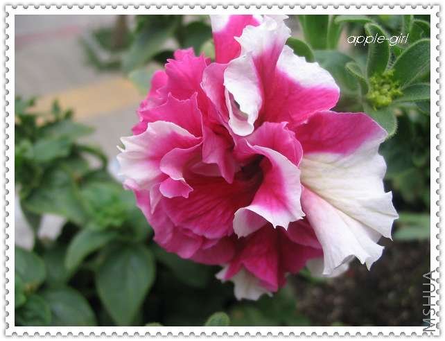 ��Ƭ20080612 017.jpg