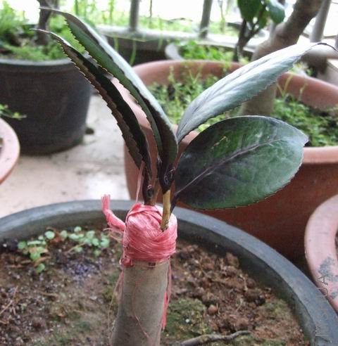 ȥ��޽ӳɻ���ͼƬ