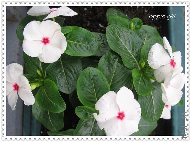 ��Ƭ20080620 020.jpg