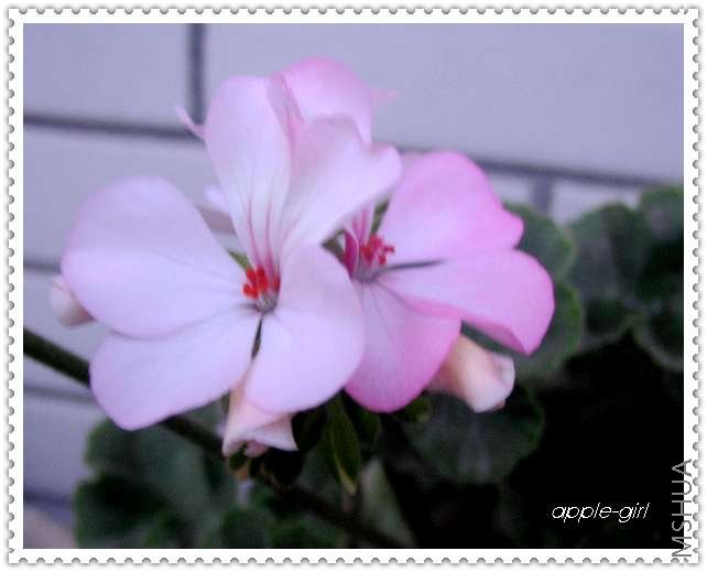 ��Ƭ20080612 042.jpg