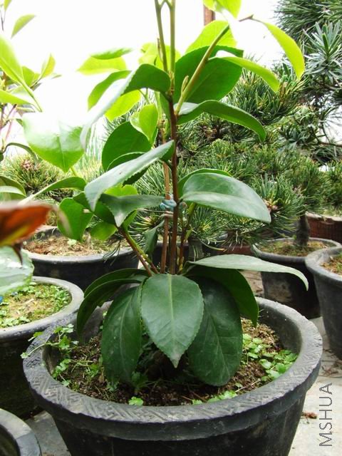 ���괺�췢ѿ���ͼƬ