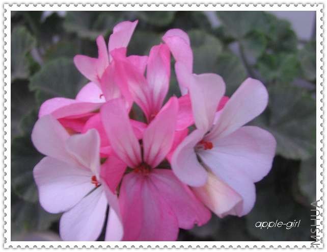 ��Ƭ20080612 040.jpg