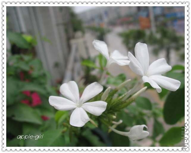 ��Ƭ20080612 024.jpg