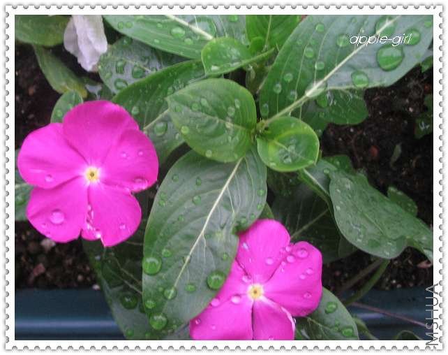 ��Ƭ20080612 034.jpg