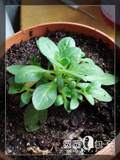 ţţ����С��ʱ����Ѿ��ö��֦��