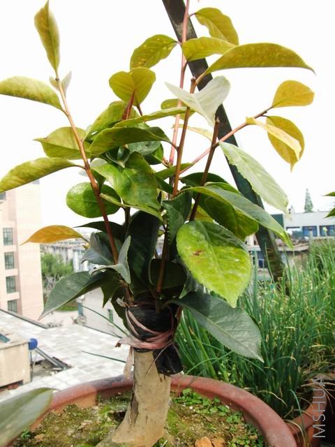 ���괺�췢ѿ���ͼƬ