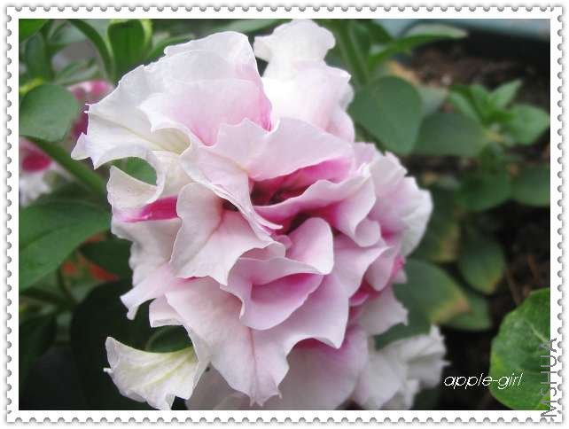 ��Ƭ20080612 018.jpg