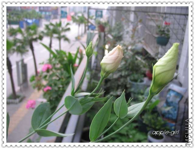 ��Ƭ20080620 040.jpg