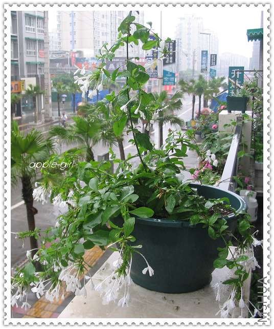 ��Ƭ20080621 001.jpg