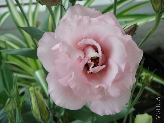 DSC02804.jpg