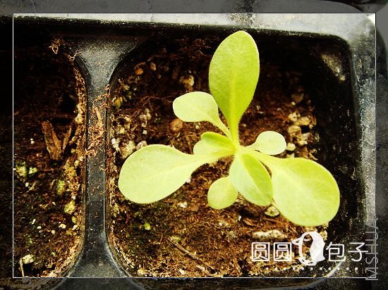 5��22���ֵ�ţţ~�����Щͽ��