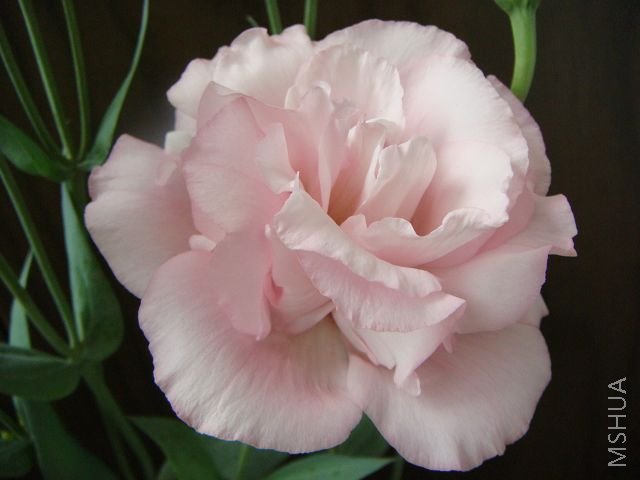 DSC02808.jpg