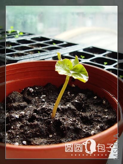 �ǳ��ܳ�����ǣţ