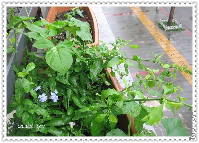 ��Ƭ20080621 002.jpg