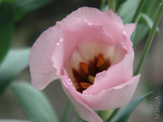 DSC02729.jpg