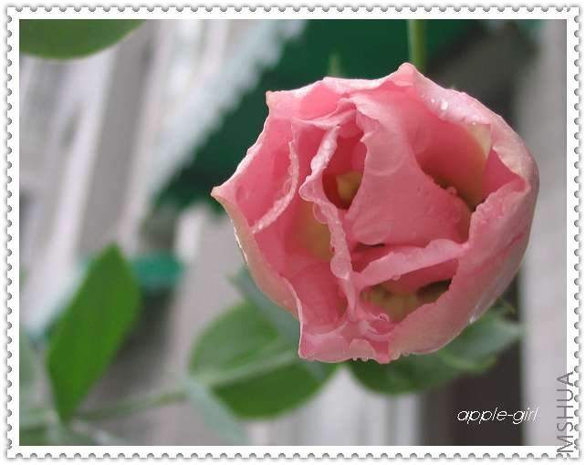 ��Ƭ20080621 012.jpg