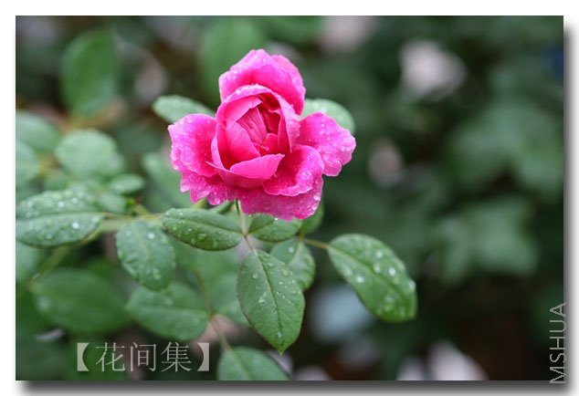 IMG_3078 ����.jpg