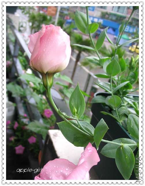 ��Ƭ20080622 010.jpg