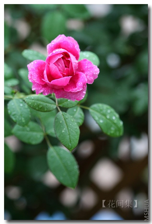 IMG_3079 ����.jpg