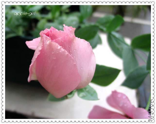 ��Ƭ20080622 011.jpg