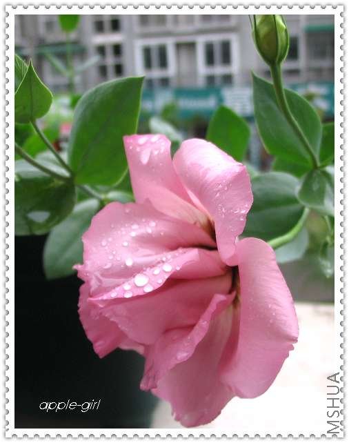 ��Ƭ20080622 001.jpg