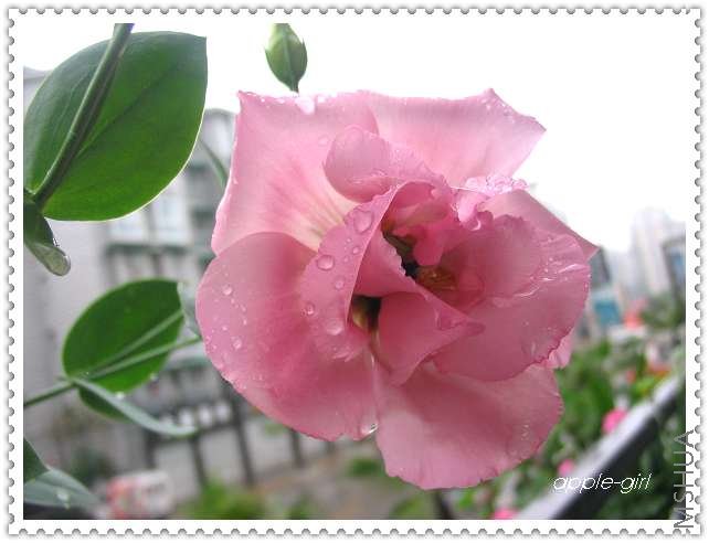 ��Ƭ20080622 012.jpg