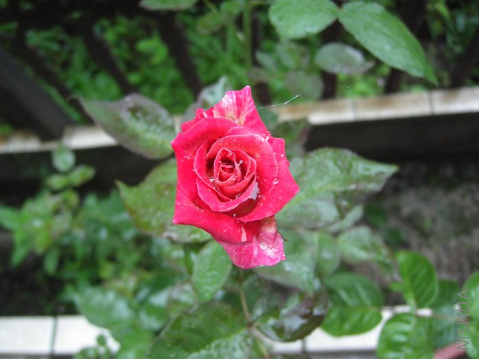 ����ɯ�ֿ�