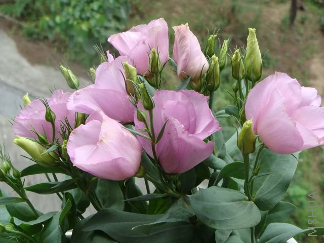 ������ɯ��