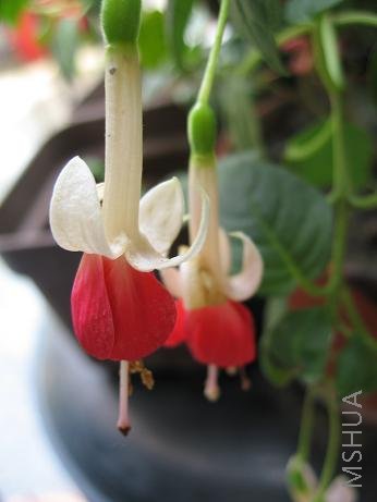 ��ɫ����