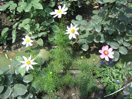 ͬ�ϣ��е����