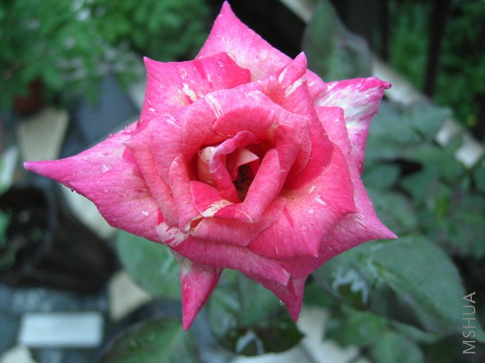 ���������С��