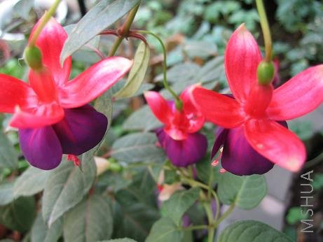 ��ɫ����