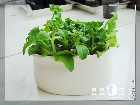 ��ţ����