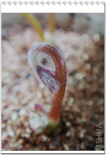 6.19������Щ��Ҷ���е�����ˣ���ʮ�ֳ��úܿ�