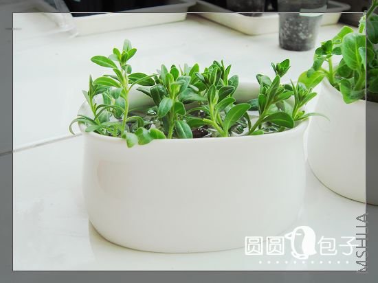 �ɰ���С��