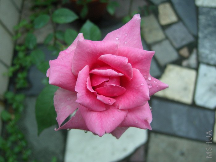 ƯƯ������զ�͵ø�������555