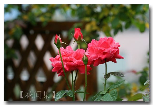 ӣ�Ұ�����02 ����.jpg